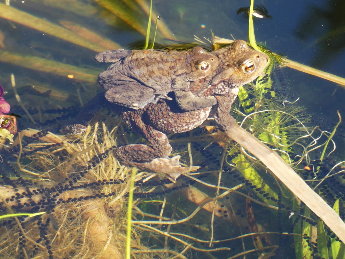 Kröten, Frösche & Co.